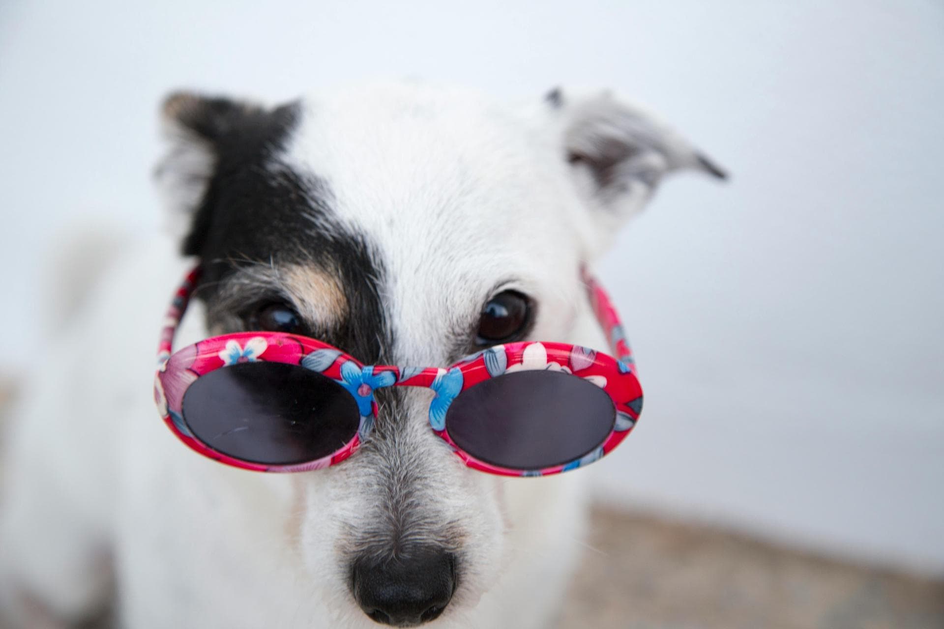 Specialist Vets in Bray