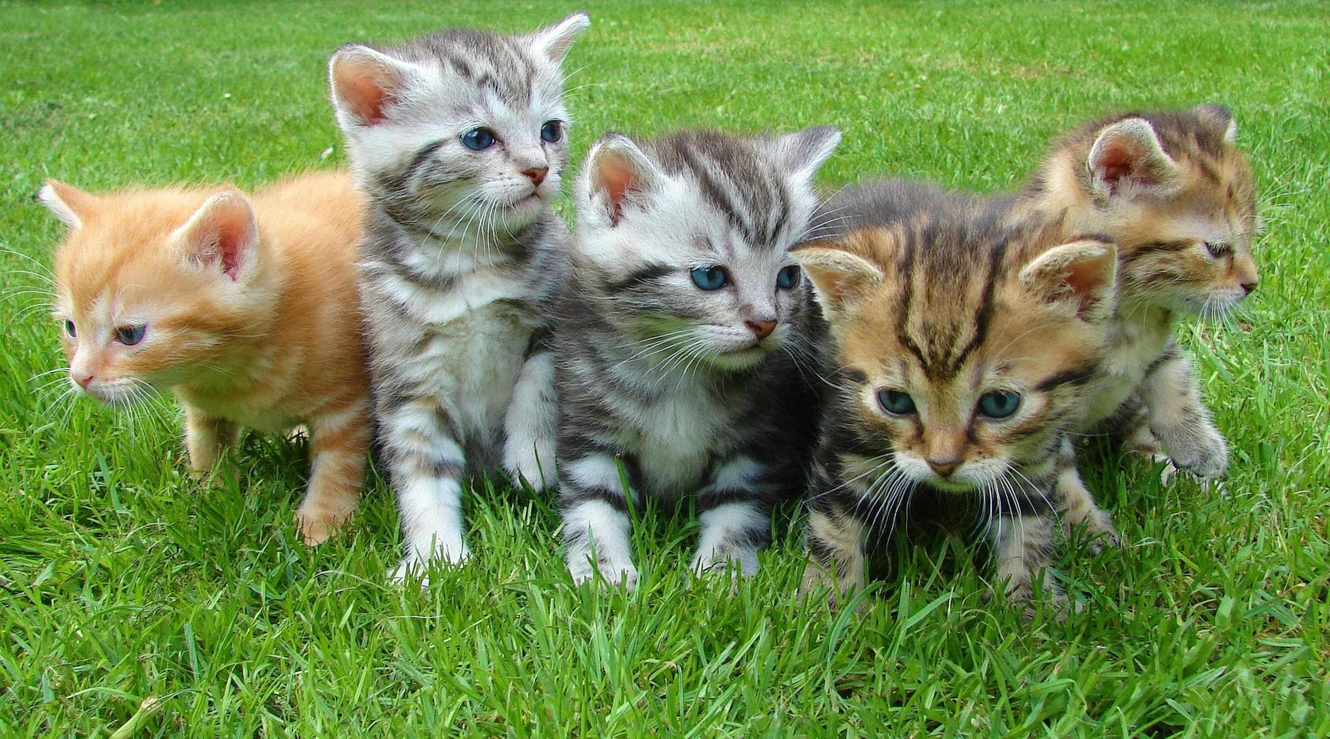 Emergency vets in Bray